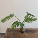 Stor monstera i glass med stein thumbnail